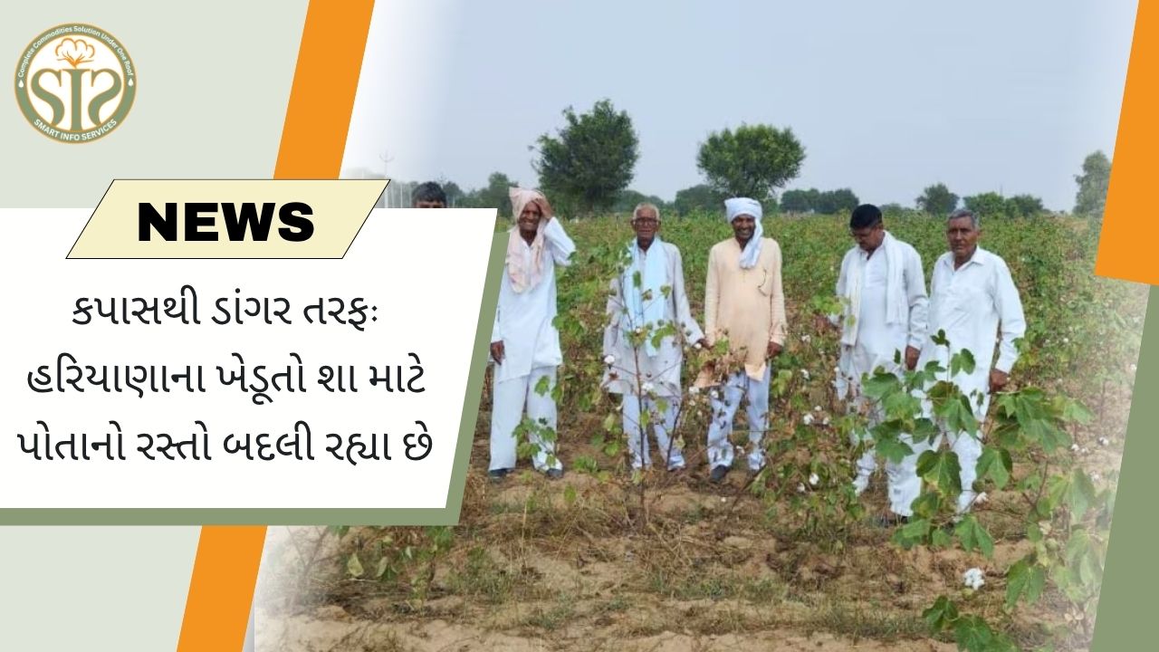 હરિયાણાના ખેડૂતોએ કપાસ છોડીને ધાનની ખેતી તરફ શા માટે વળાંક લીધો
