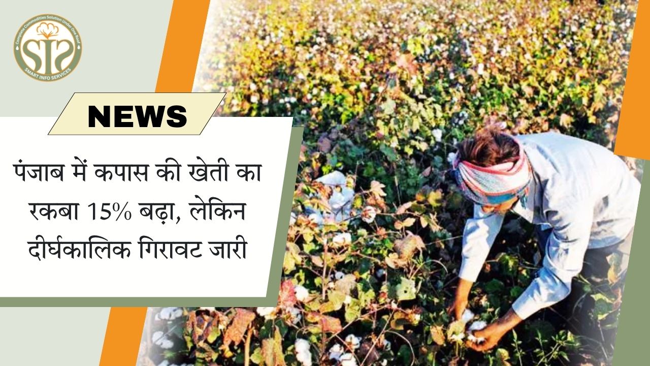 पंजाब में कपास की खेती का रकबा 15% बढ़ा, लेकिन दीर्घकालिक गिरावट जारी