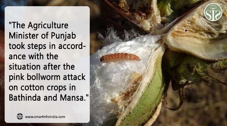 "Punjab Agriculture Minister takes steps accordingly after pink bollworm attack on cotton crop in Bathinda and Mansa"