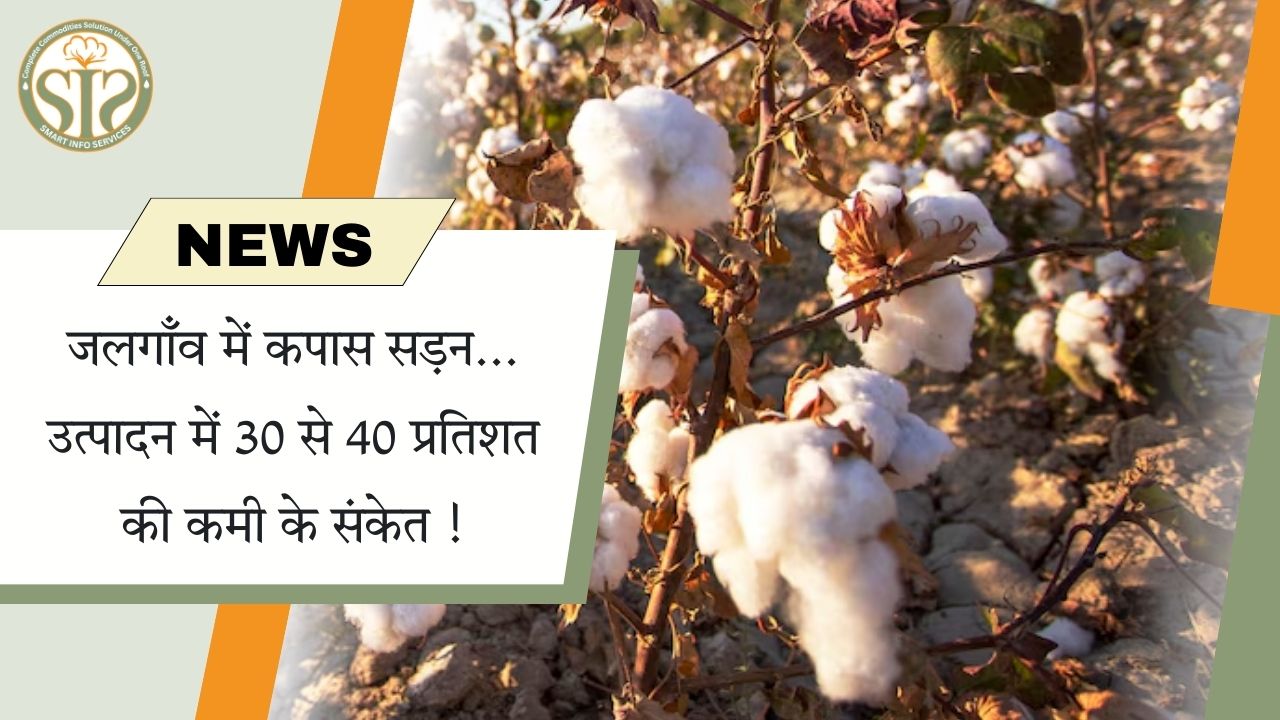 जलगाँव: कपास सड़न से 40% तक उत्पादन घटने के संकेत