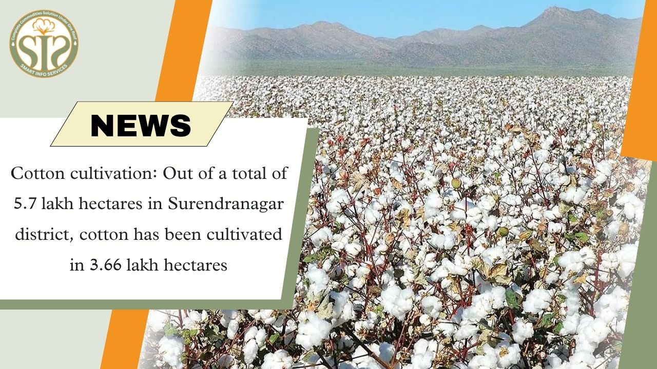 Surendranagar: Cotton cultivation completed in 3.66 lakh hectares out of 5.7 lakh