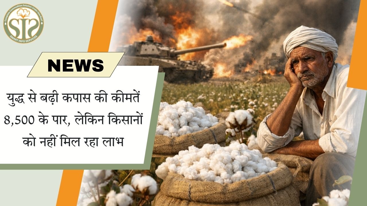 कपास 8500 पार, किसान को फायदा नहीं