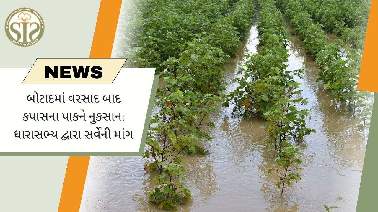 બોટાદમાં વરસાદથી કપાસના પાકને નુકસાન