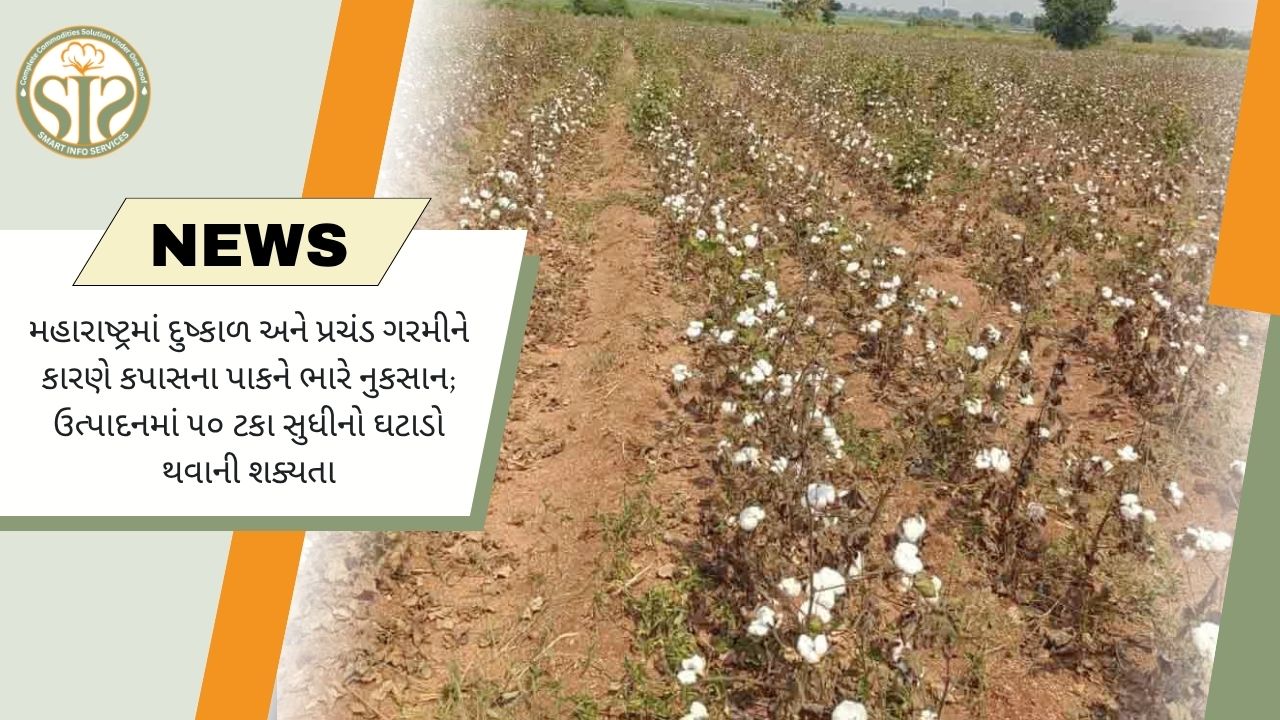 મહારાષ્ટ્રમાં દુષ્કાળ અને ભારે ગરમીથી કપાસના પાકને મોટું નુકસાન, ઉત્પાદનમાં 50% સુધી ઘટાડાની શક્યતા