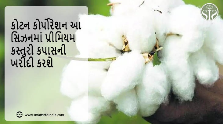 કોટન કોર્પોરેશન આ સિઝનમાં પ્રીમિયમ કસ્તુરી કપાસની ખરીદી કરશે