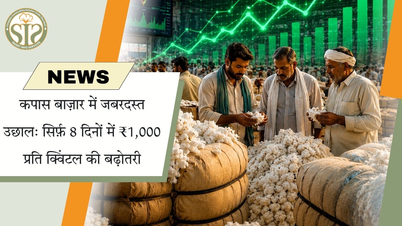 कपास की कीमतों में भारी उछाल: 8 दिनों में ₹1,000 प्रति क्विंटल की बढ़ोतरी