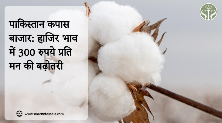 पाकिस्तान : कपास बाजार: हाजिर भाव में 300 रुपये प्रति मन की बढ़ोतरी
