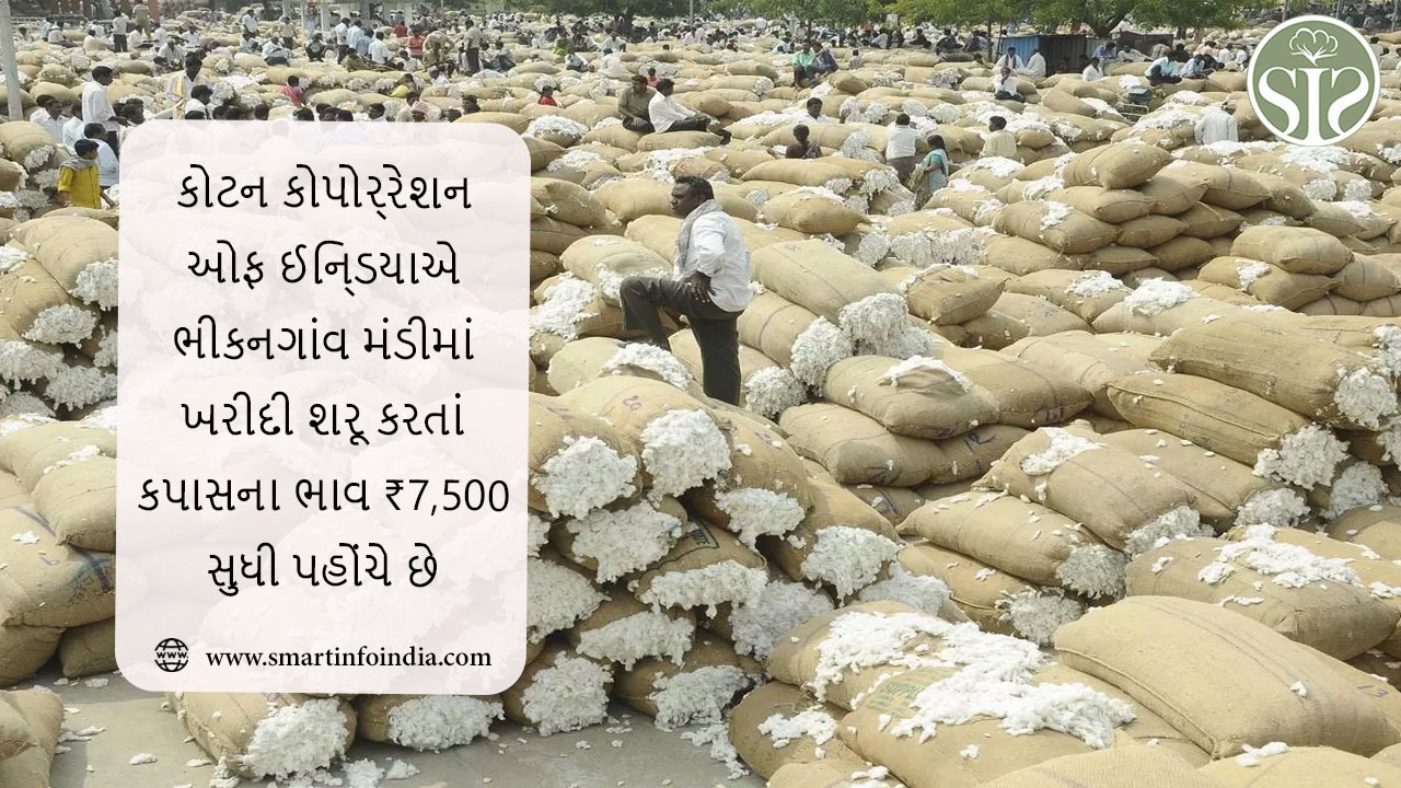 કોટન કોર્પોરેશન ઓફ ઈન્ડિયાએ ભીકનગાંવ મંડીમાં ખરીદી શરૂ કરતાં કપાસના ભાવ ₹7,500 સુધી પહોંચે છે