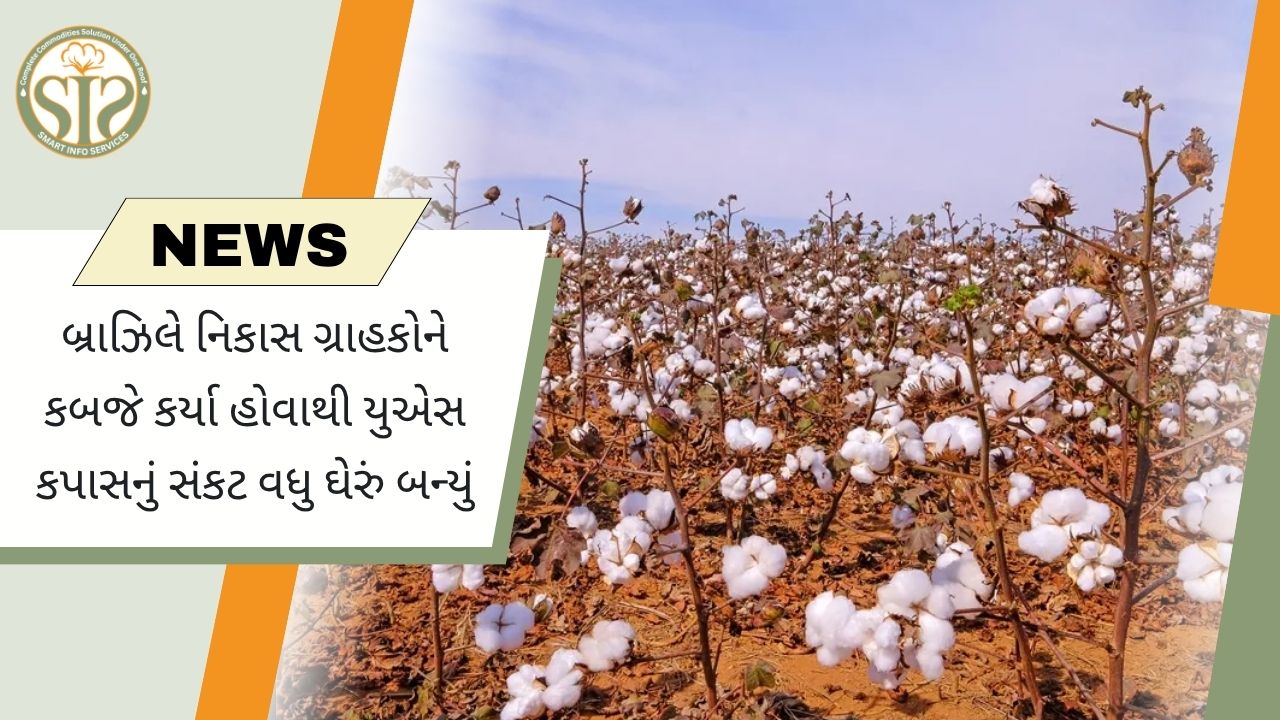 અમેરિકન કપાસ સંકટ ઘેરાયું, બ્રાઝિલે વૈશ્વિક નિકાસ બજારમાં મજબૂત પકડ બનાવી