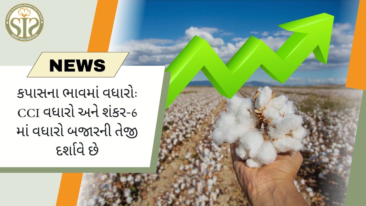 કપાસના ભાવમાં વધારો: CCI અને શંકર-6 લીડ