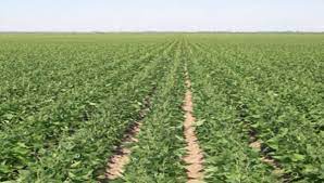 Punjab: With the end of the cotton sowing season, the area under cotton has seen 18 per cent less than last year.