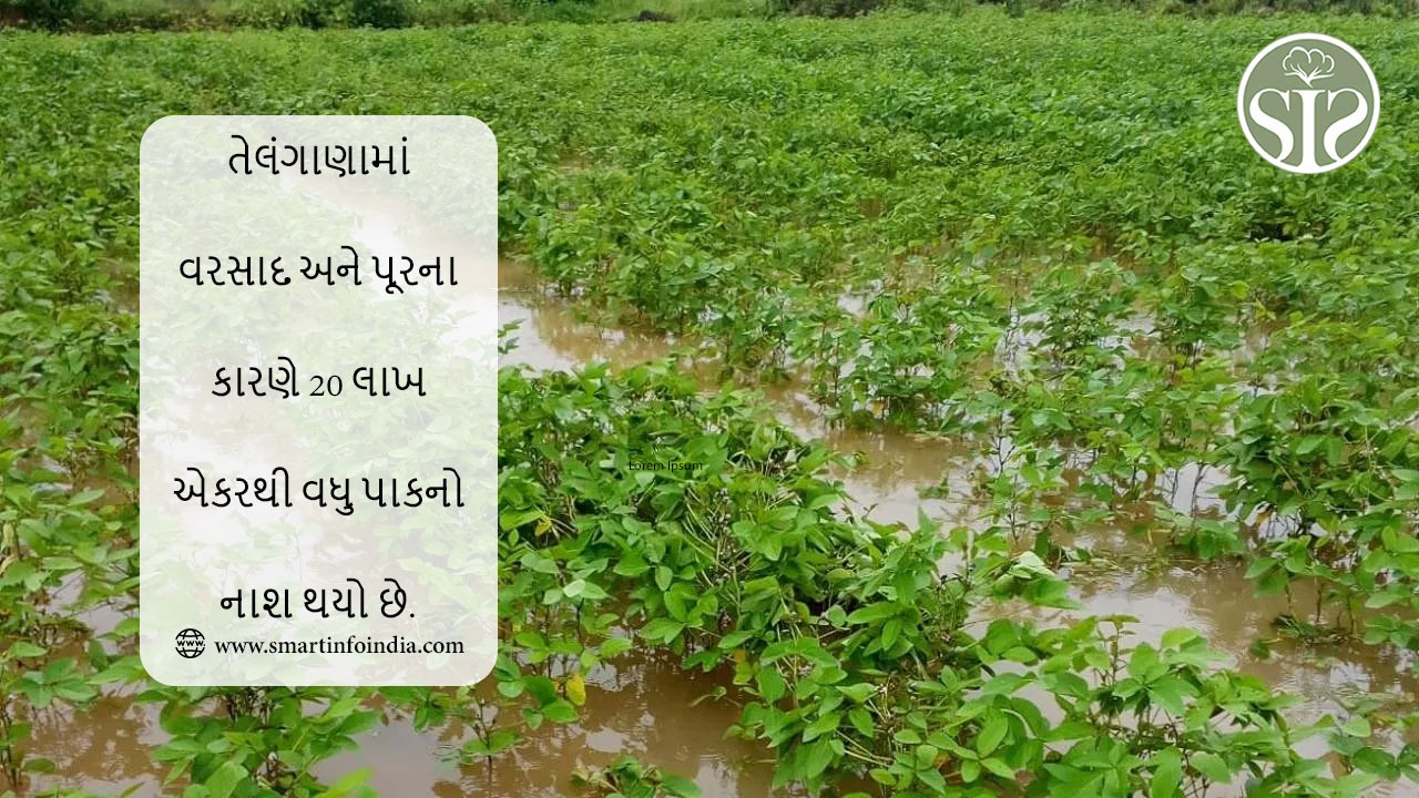 તેલંગાણામાં વરસાદ અને પૂરના કારણે 20 લાખ એકરથી વધુ પાકનો નાશ થયો છે