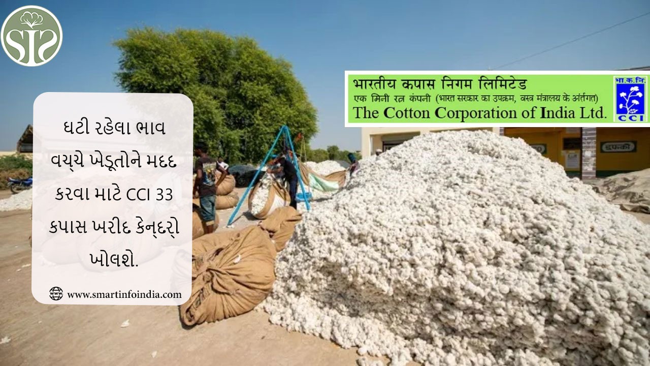 ઘટી રહેલા ભાવ વચ્ચે ખેડૂતોને મદદ કરવા માટે CCI 33 કપાસ ખરીદ કેન્દ્રો ખોલશે.