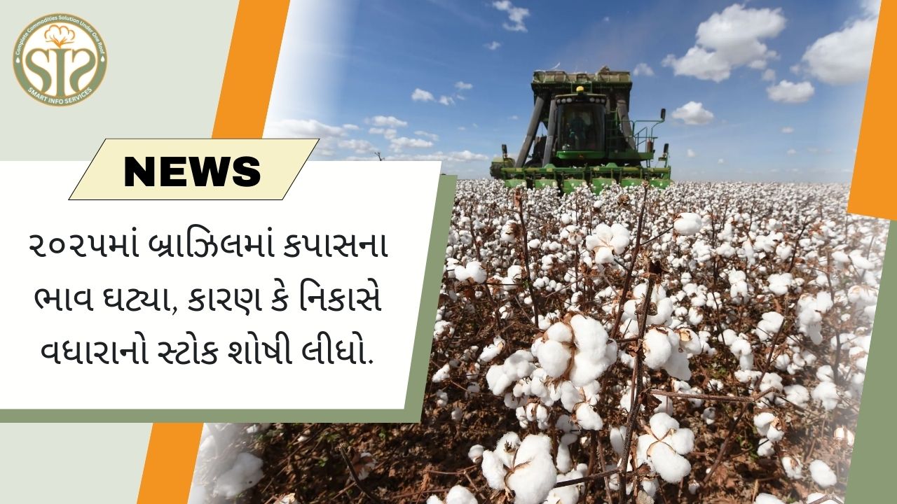 ૨૦૨૫માં બ્રાઝિલમાં કપાસના ભાવ ઘટ્યા, કારણ કે નિકાસે વધારાનો સ્ટોક શોષી લીધો.