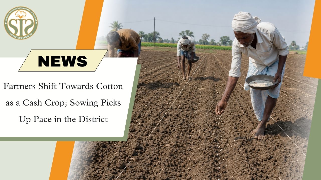 Farmers Shift to Cotton as Sowing Gains Momentum in Beawar