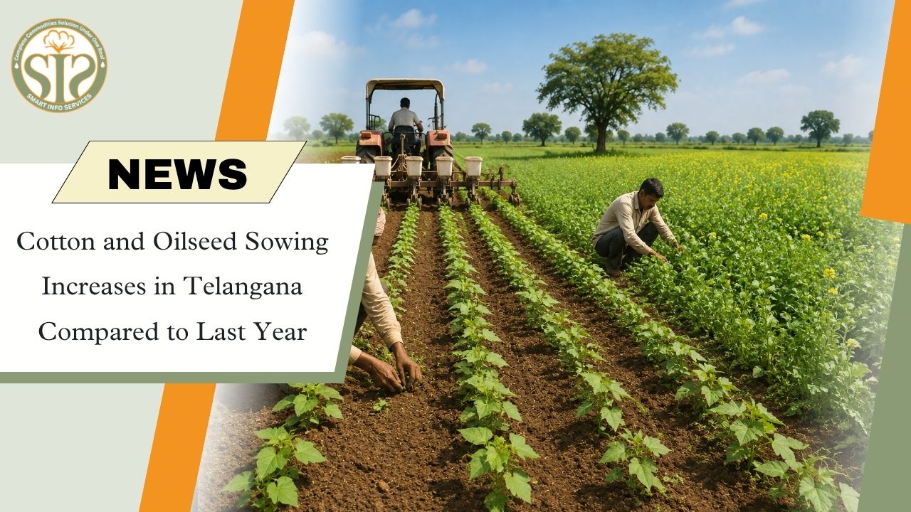 Telangana Cotton Sowing Surpasses Normal
