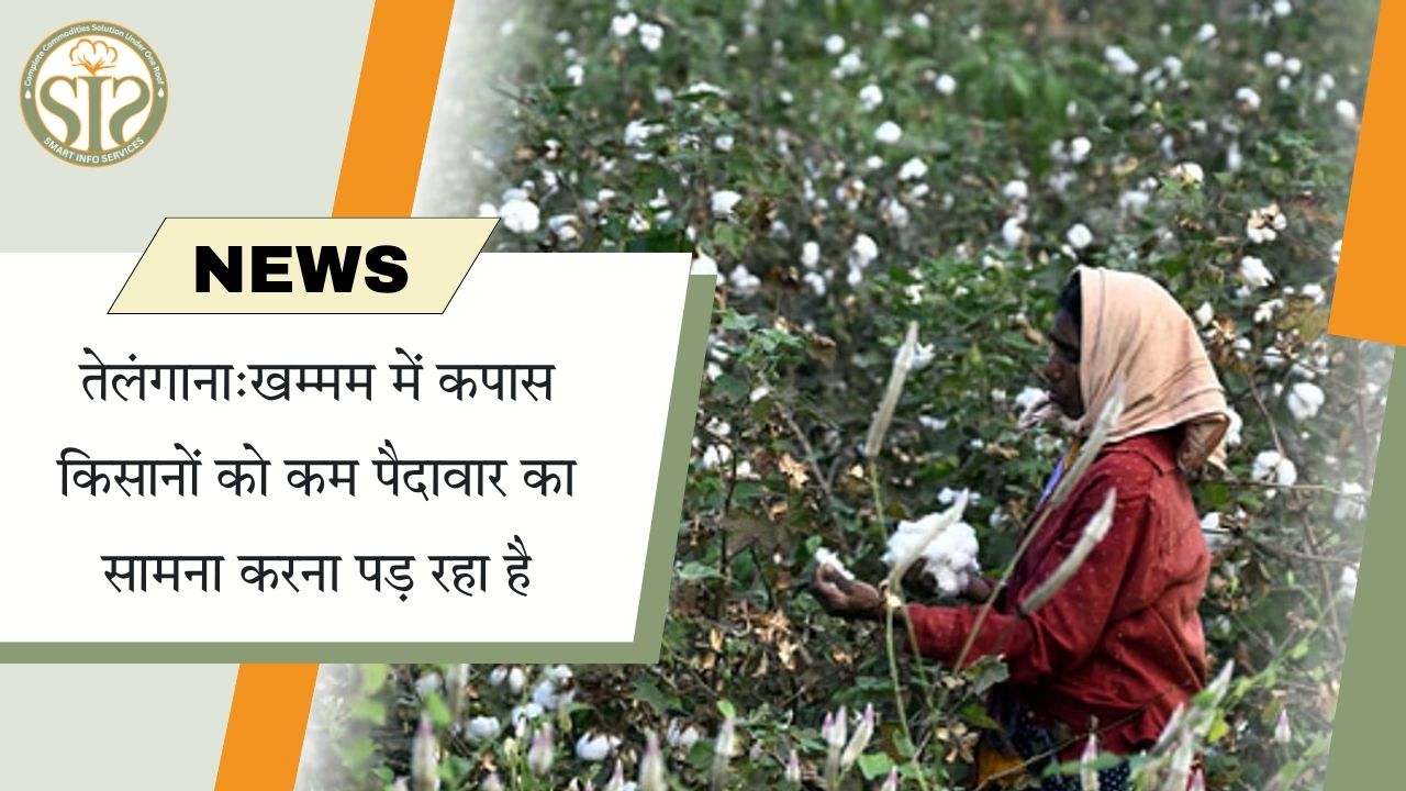 तेलंगाना: खम्मम में कपास की कम पैदावार