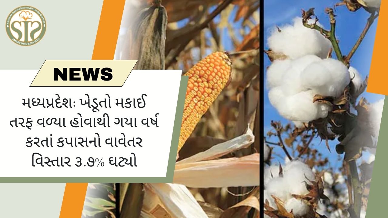 મકાઈ તરફ વળવાને કારણે મધ્યપ્રદેશમાં કપાસના વાવેતર વિસ્તારમાં ૩.૭%નો ઘટાડો થયો