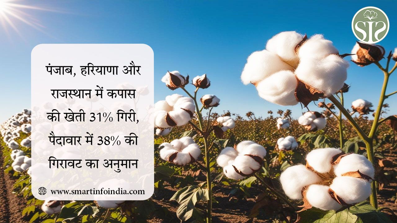 पंजाब, हरियाणा और राजस्थान में कपास की खेती 31% गिरी, पैदावार में 38% की गिरावट का अनुमान