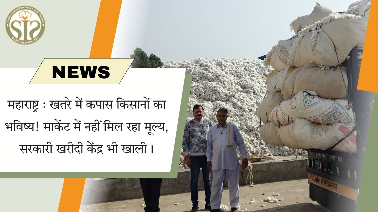 महाराष्ट्र: कपास किसानों पर संकट, बाज़ार में नहीं मिल रहा दाम