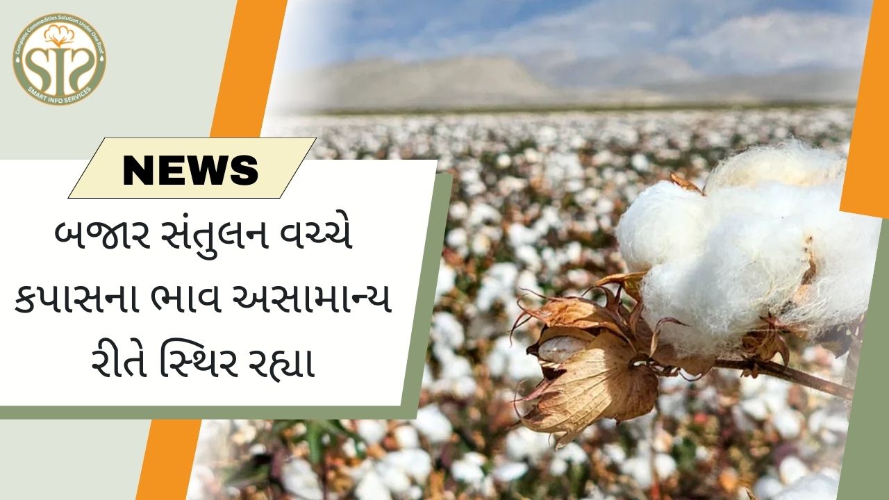 બજાર સંતુલન હોવા છતાં કપાસના ભાવ સ્થિર રહ્યા.