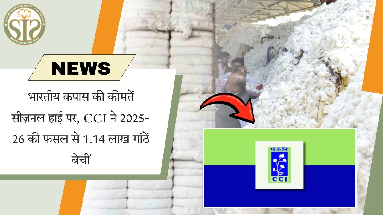 2025-26 में कपास कीमतें सीज़नल हाई, CCI ने 1.14 लाख गांठें बेचीं