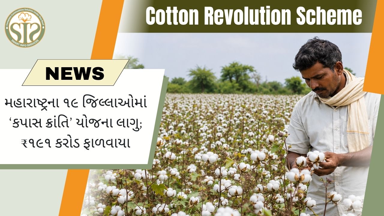મહારાષ્ટ્રના 19 જિલ્લાઓમાં ‘કપાસ ક્રાંતિ’ યોજના અમલમાં
