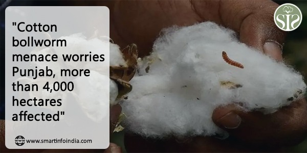 "Cotton bollworm menace worries Punjab, more than 4,000 hectares affected"