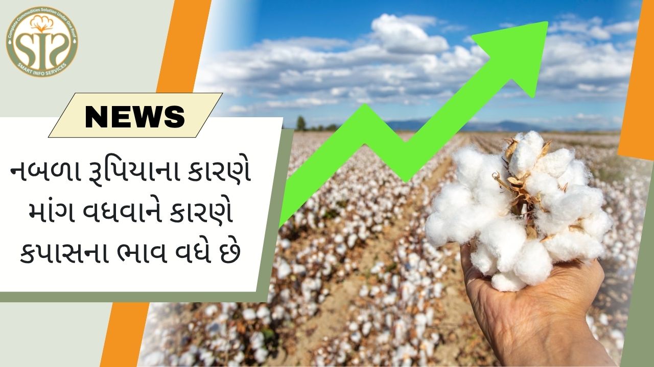 રૂપિયાની નબળાઈને કારણે કપાસના ભાવ વધે છે