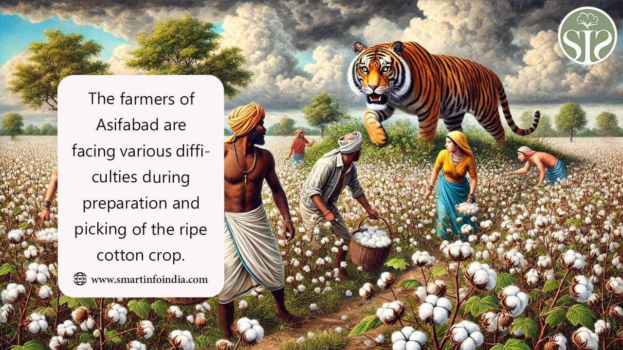 Farmers of Asifabad are facing various difficulties while preparing and picking the ripened cotton crop