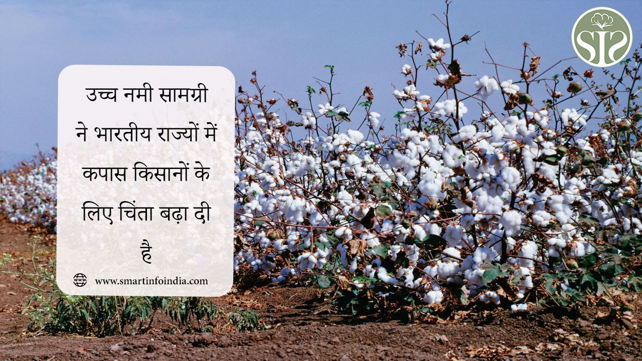 उच्च नमी सामग्री ने भारतीय राज्यों में कपास किसानों के लिए चिंता बढ़ा दी है