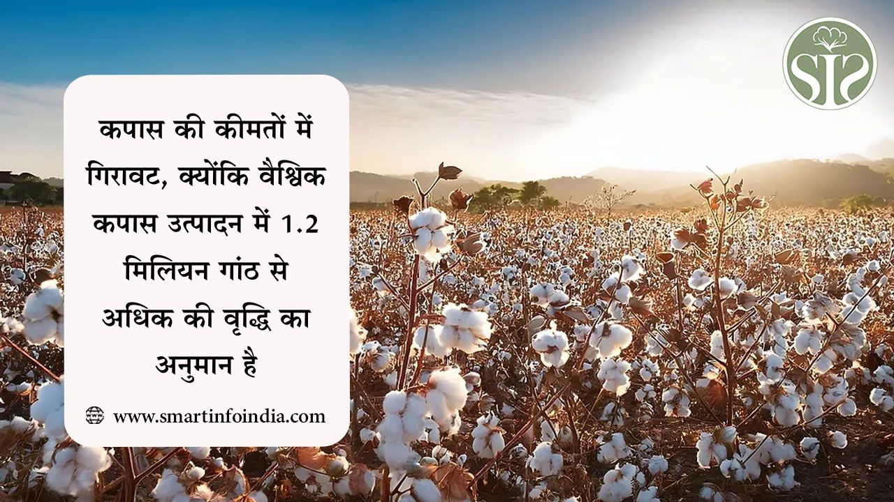 कपास की कीमतों में गिरावट, क्योंकि वैश्विक कपास उत्पादन में 1.2 मिलियन गांठ से अधिक की वृद्धि का अनुमान है