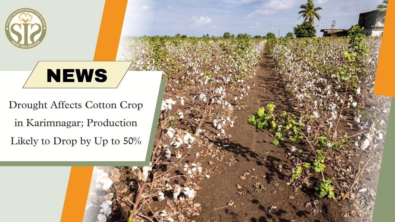 Karimnagar Cotton Faces Drought Stress