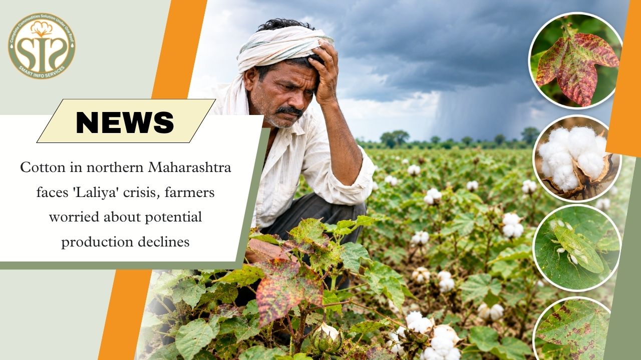 Cotton Laliya Crisis Hits North Maharashtra