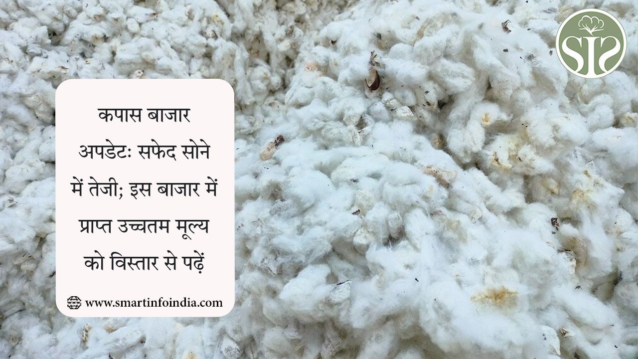 कपास की कीमतों में उछाल: सफेद सोना रिकॉर्ड ऊंचाई पर पहुंचा