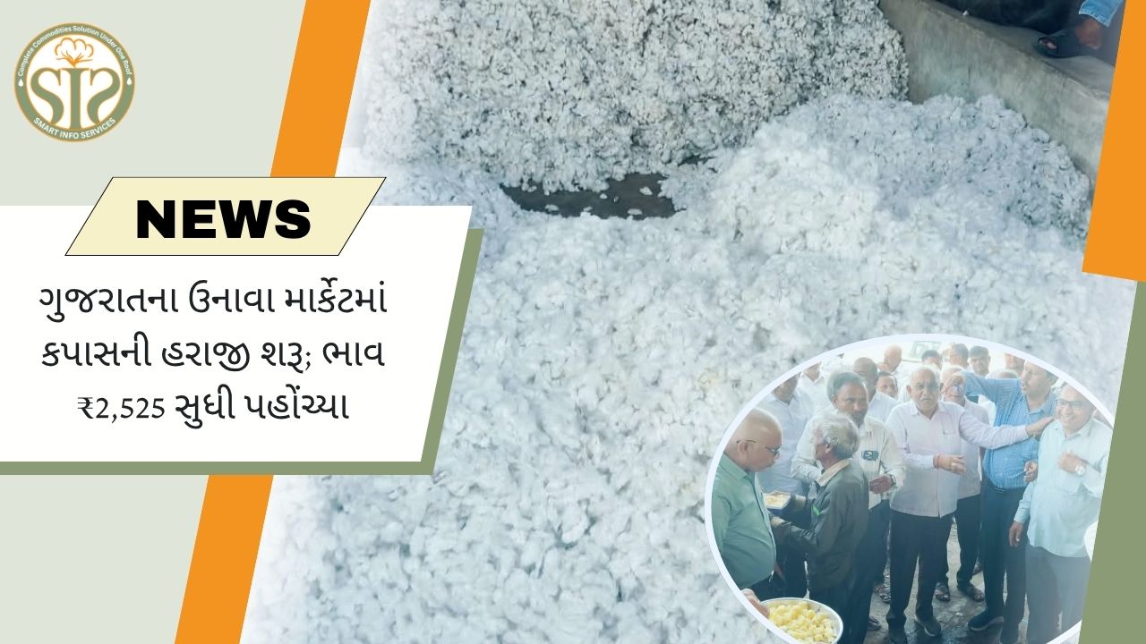 ઉનાવામાં કપાસ હરાજી શરૂ, ભાવ ₹2,525