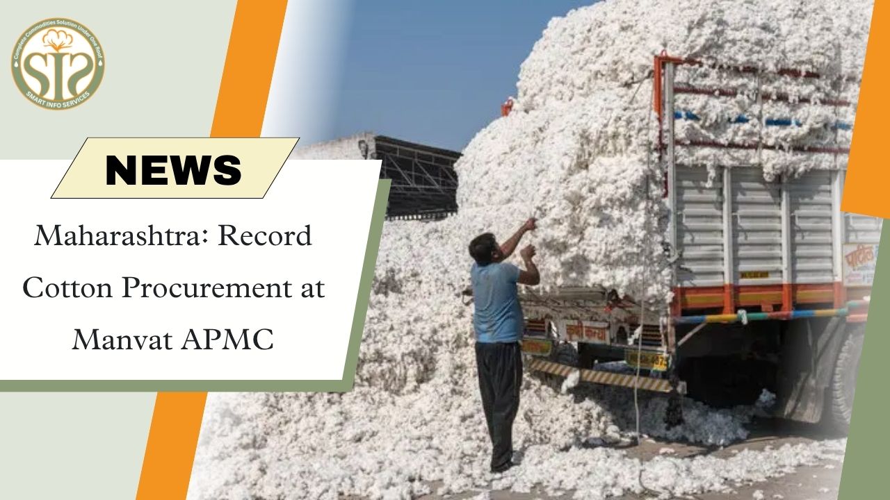 Manvat APMC Sets Record With 4.36 Lakh Quintals Cotton Procurement