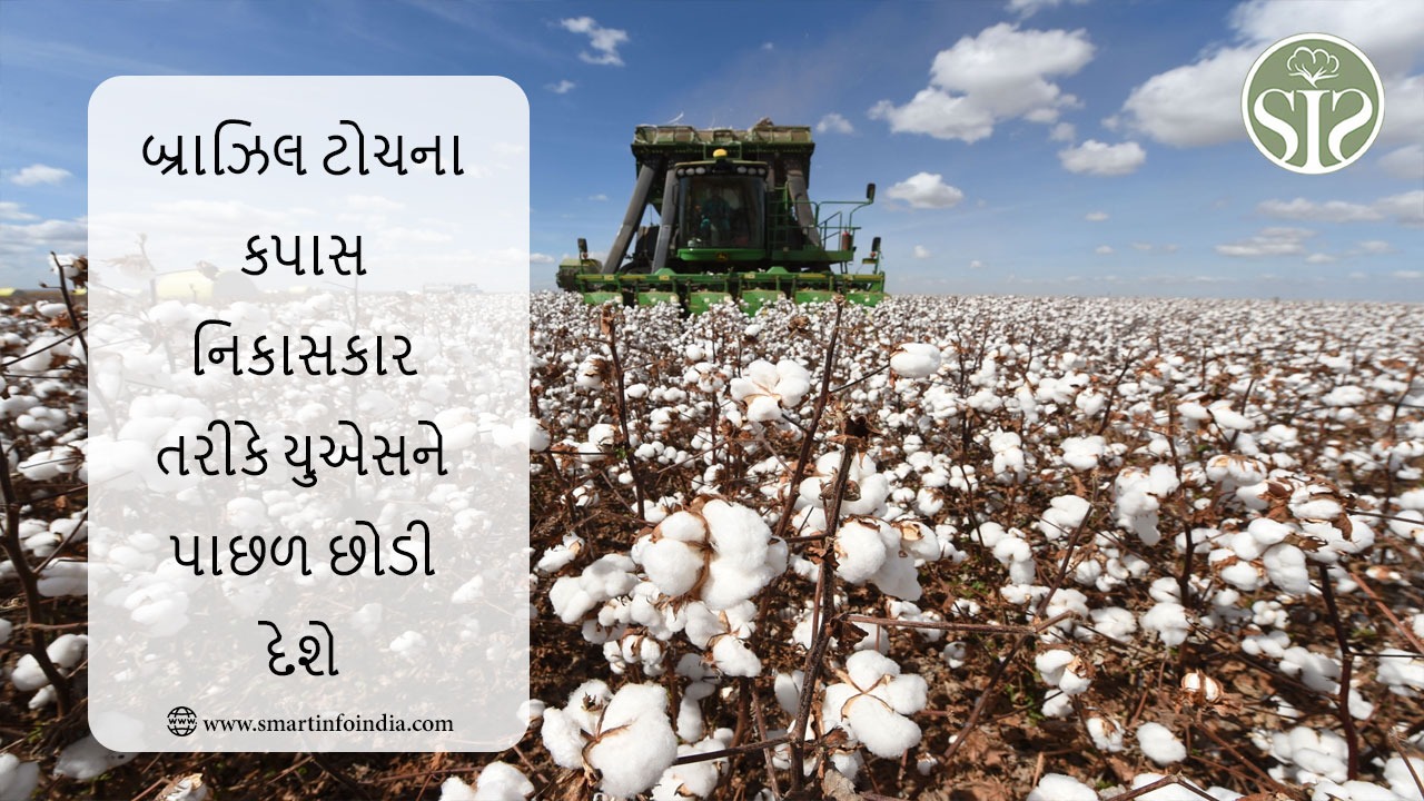 બ્રાઝિલ અમેરિકાને પછાડી કપાસની ટોચની નિકાસકાર બની જશે