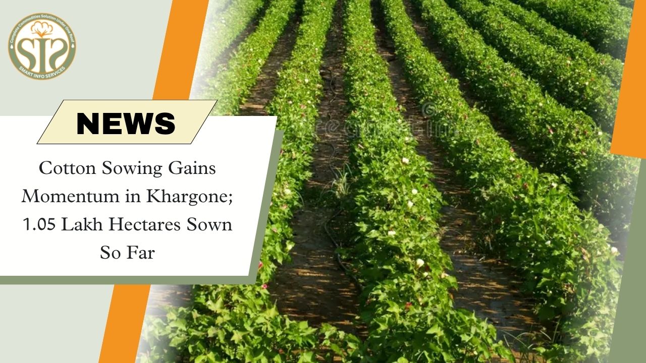 Cotton Sowing Covers 1.05 Lakh Hectares in Khargone, Reaches 51% of Target