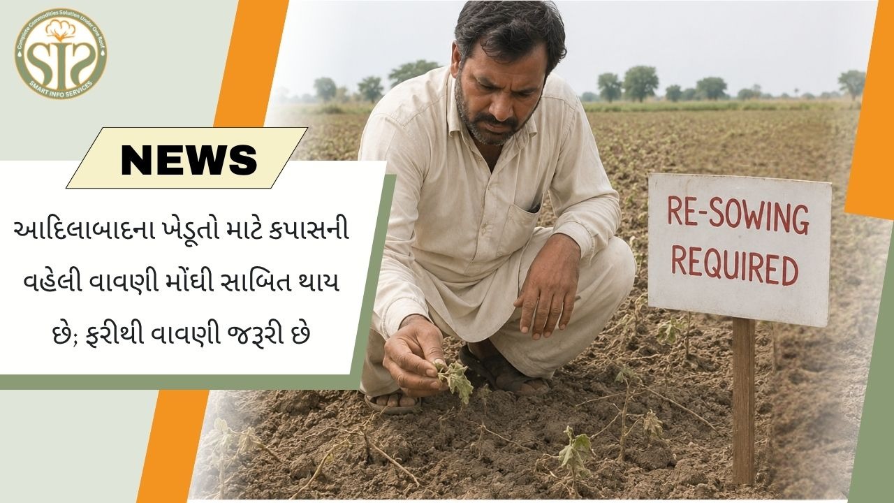 અદિલાબાદમાં વહેલી કપાસ વાવણી મોંઘી પડી