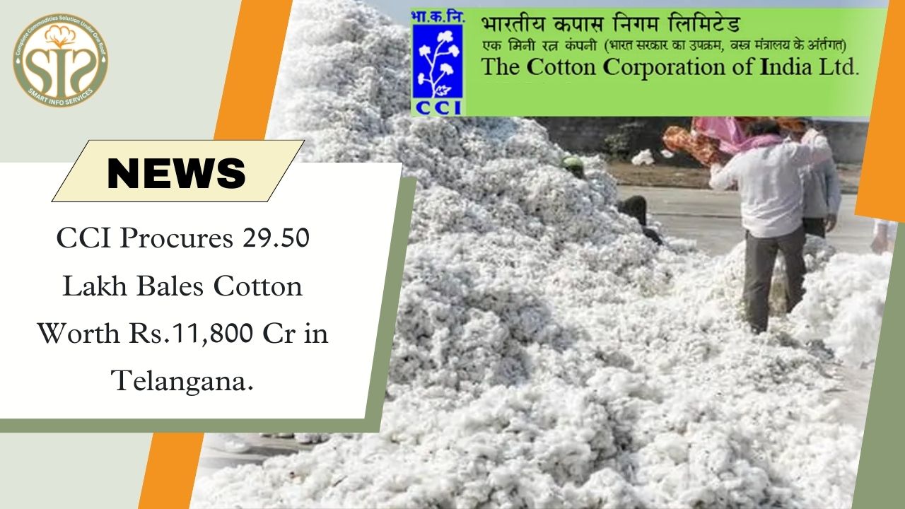 CCI buys cotton worth ₹11,800 crore from Telangana