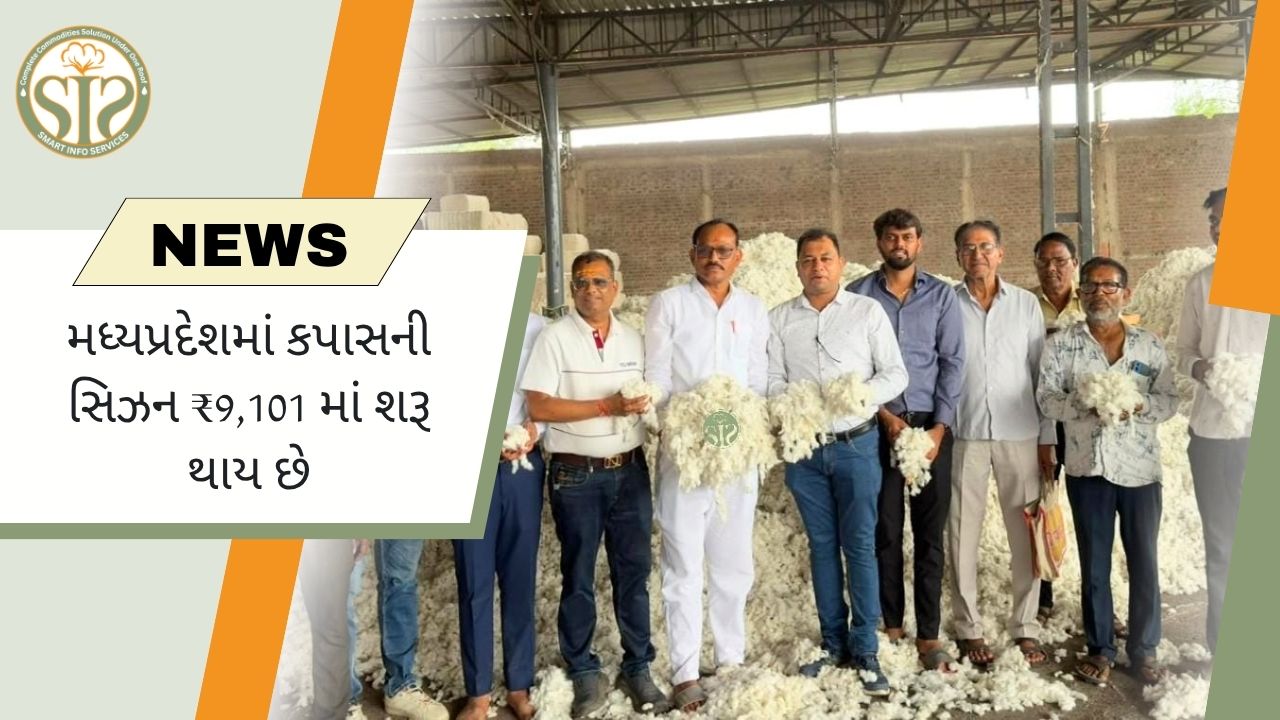 MPમાં કપાસ સીઝન ₹9,101થી શરૂ
