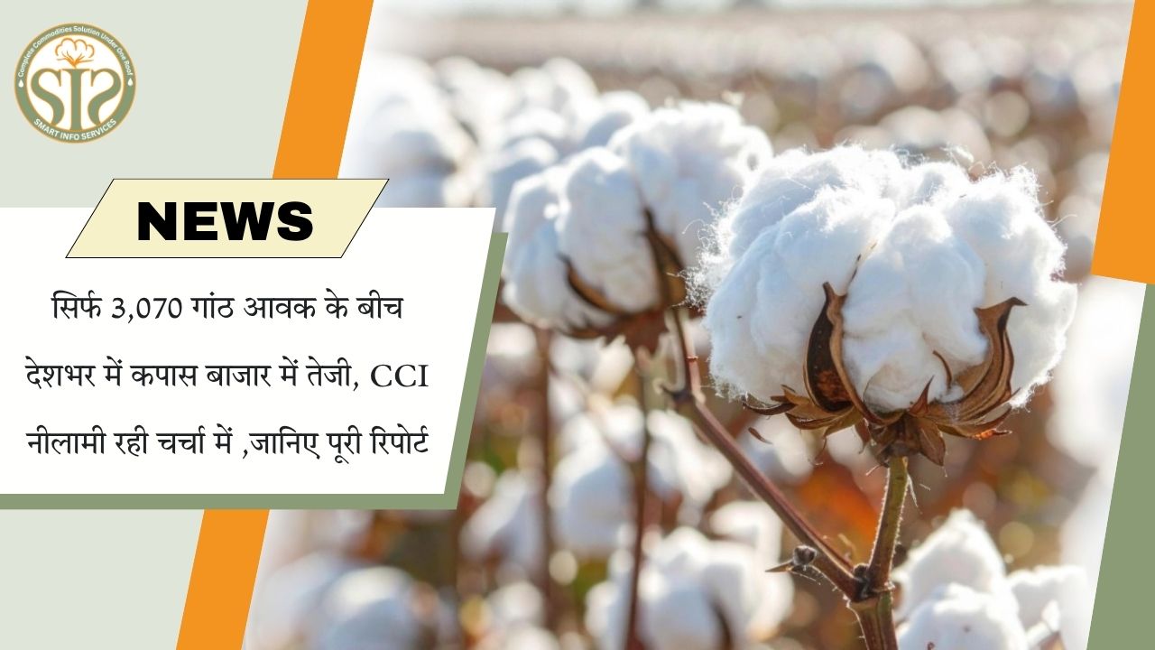 देशभर में कपास बाजार तेज