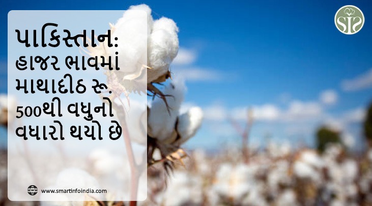 પાકિસ્તાન: હાજર ભાવમાં માથાદીઠ રૂ. 500થી વધુનો વધારો થયો છે