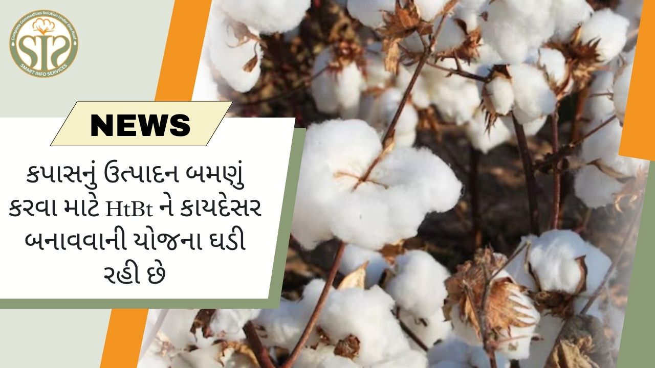 કપાસનું ઉત્પાદન બમણું કરવા માટે HtBt ને કાયદેસર બનાવવાની યોજના ઘડી રહી છે
