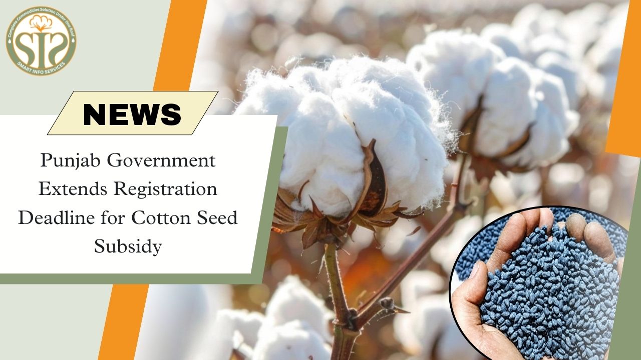 Punjab Extends Cotton Seed Subsidy Registration Deadline by 15 Days