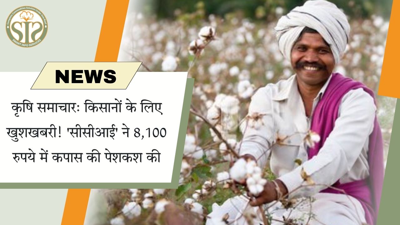 कृषि समाचार: किसानों के लिए खुशखबरी! 'सीसीआई' ने 8,100 रुपये में कपास की पेशकश की