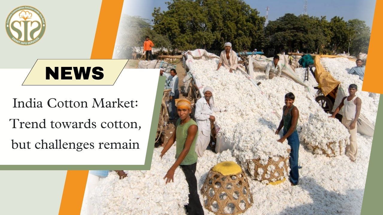 Cotton Market in India: Trends Up, Challenges Persist