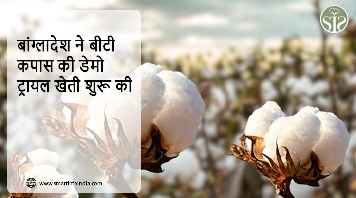 बांग्लादेश ने बीटी कपास की डेमो ट्रायल खेती शुरू की