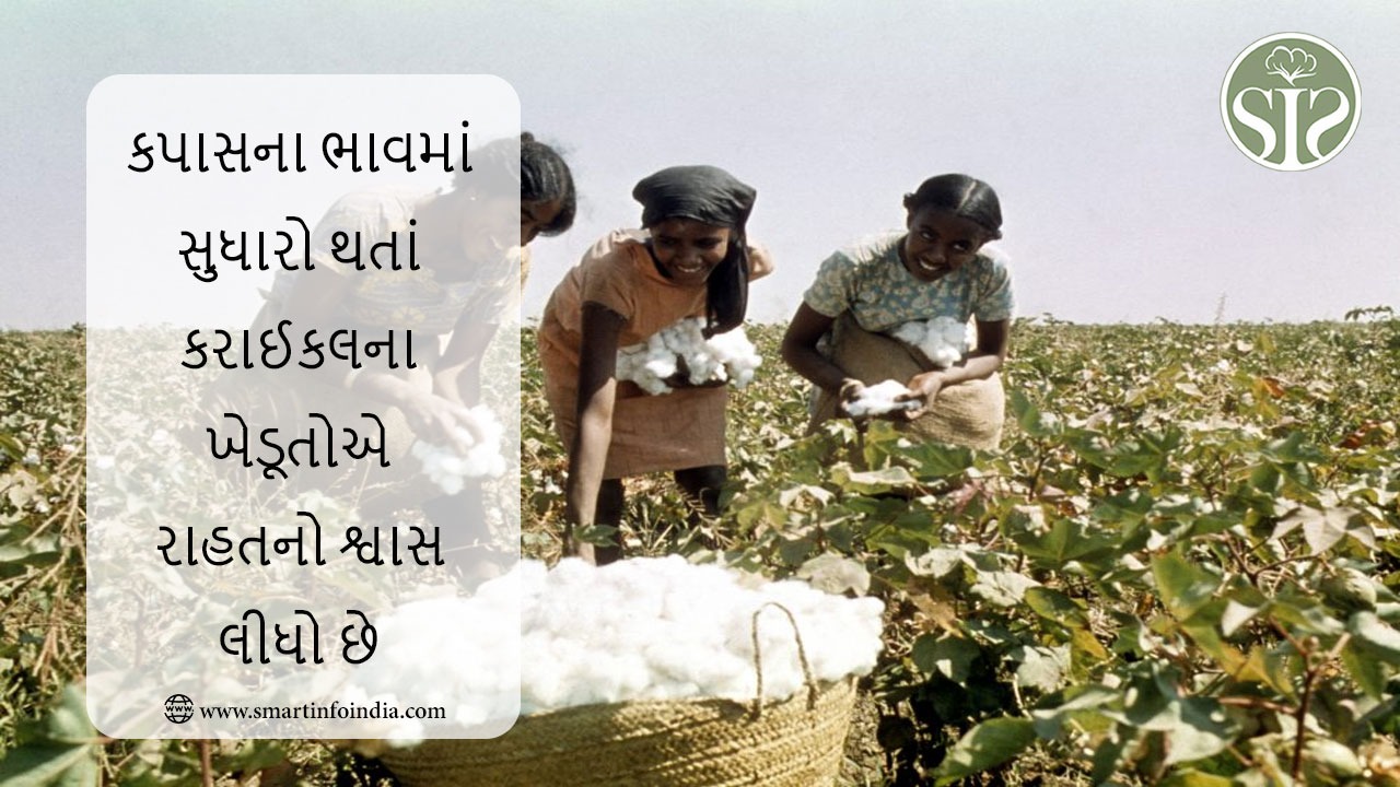 કપાસના ભાવ સુધરતાં કરાઈકલના ખેડૂતોએ રાહતનો શ્વાસ લીધો છે